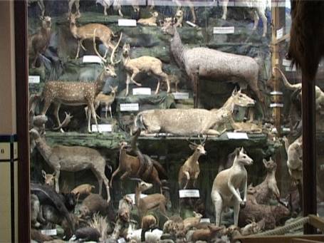 Steyl : Missionsmuseum, die zoologische Tierwelt Ausstellung